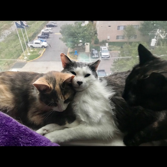 Bear - Picture 14 of 16